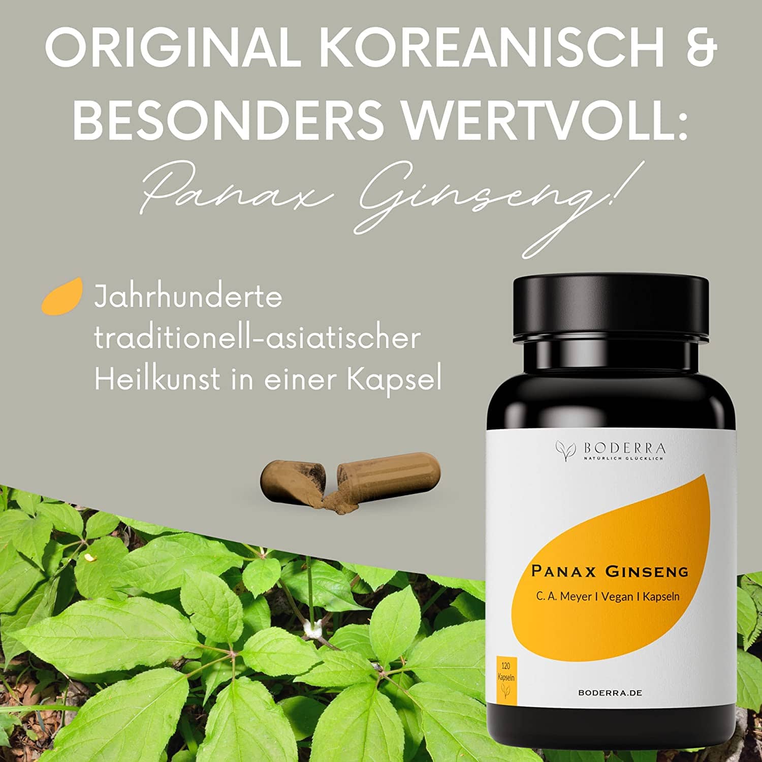 Panax Ginseng Kapseln